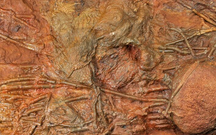 Silurian Fossil Crinoid (Scyphocrinites) Plate - Morocco #134259